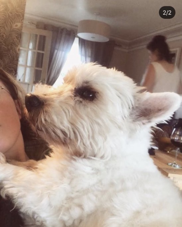 Grieving woman witnessses her dog’s face in the clouds hours after he died, wow - picture 4