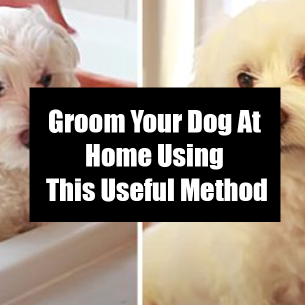 Groom Your Dog At Home Using This Useful Method