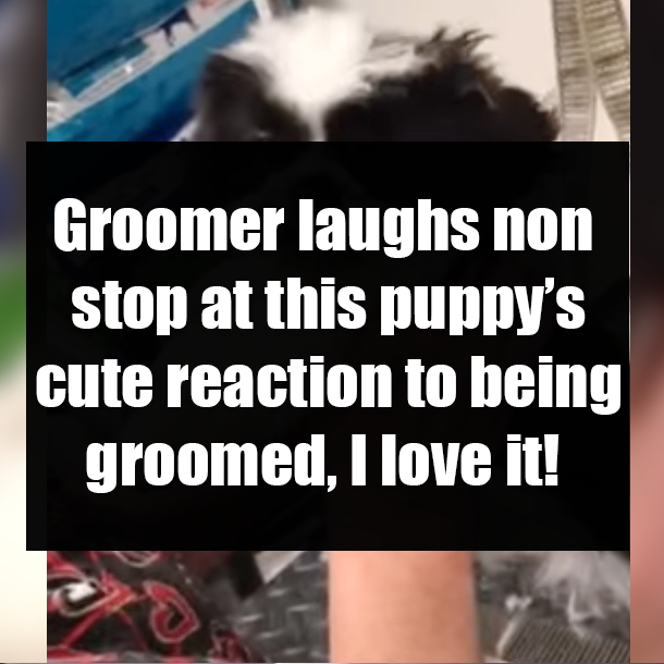 Groomer laughs non stop at this puppy’s cute reaction to being groomed, I love it!