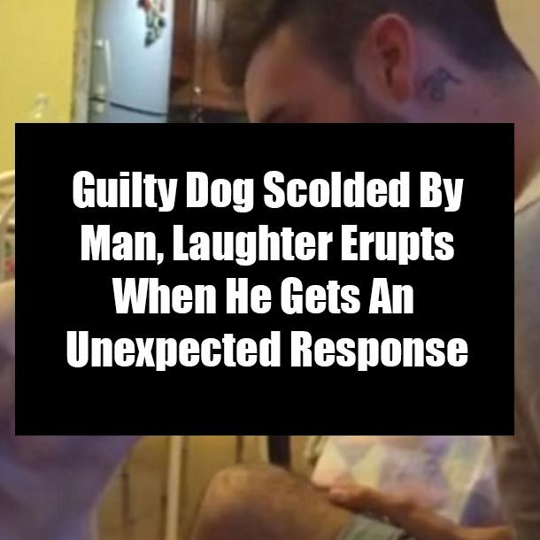Guilty Dog Scolded By Man, Laughter Erupts When He Gets An Unexpected Response