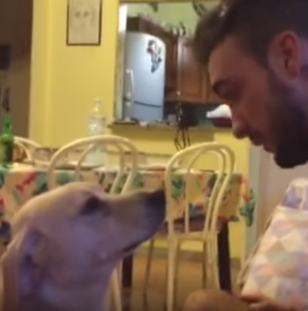 Guilty Dog Scolded By Man, Laughter Erupts When He Gets An Unexpected Response - picture 2