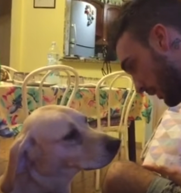 Guilty Dog Scolded By Man, Laughter Erupts When He Gets An Unexpected Response - picture 3