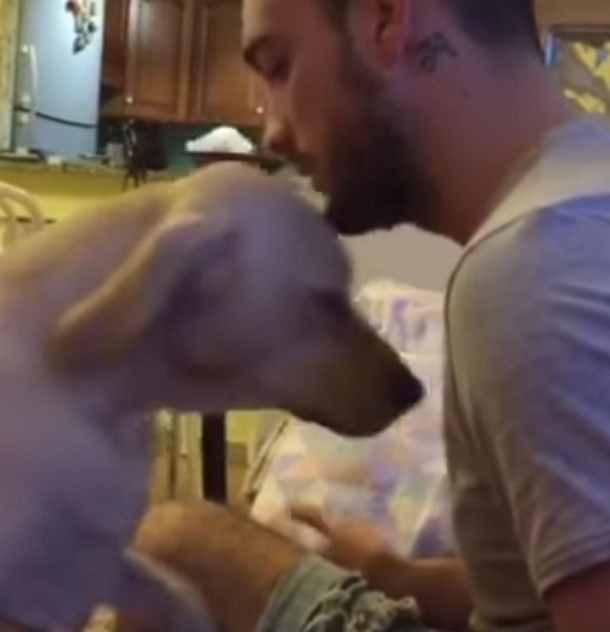 Guilty Dog Scolded By Man, Laughter Erupts When He Gets An Unexpected Response - picture 4