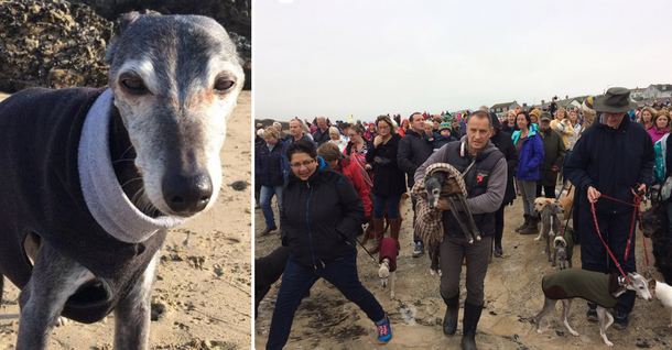 Guy Invites Friends To Dog’s Final Walk, Hundreds Of People Show Up - picture 2