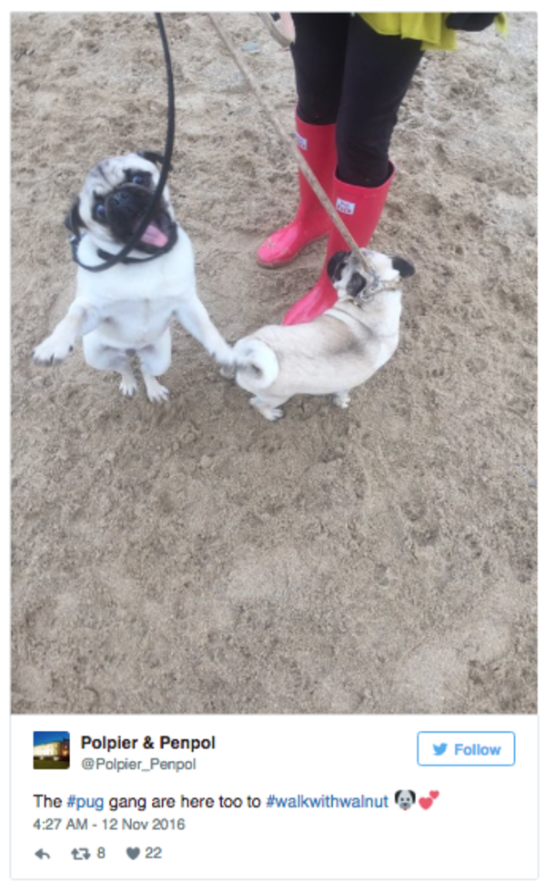 Guy Invites Friends To Dog’s Final Walk, Hundreds Of People Show Up - picture 4