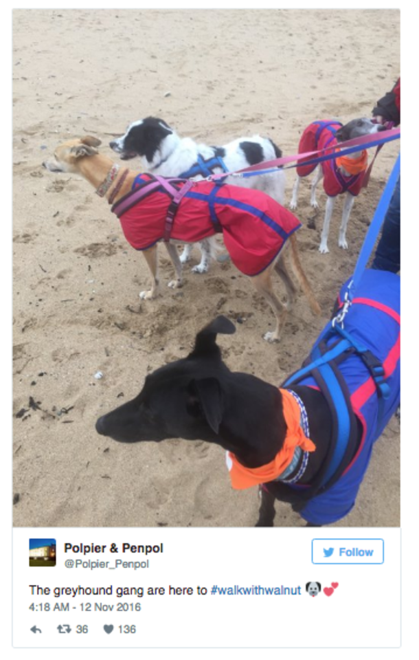 Guy Invites Friends To Dog’s Final Walk, Hundreds Of People Show Up - picture 5