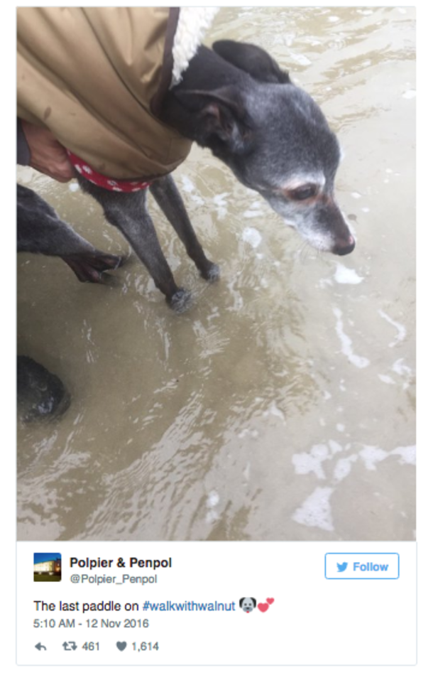 Guy Invites Friends To Dog’s Final Walk, Hundreds Of People Show Up - picture 7