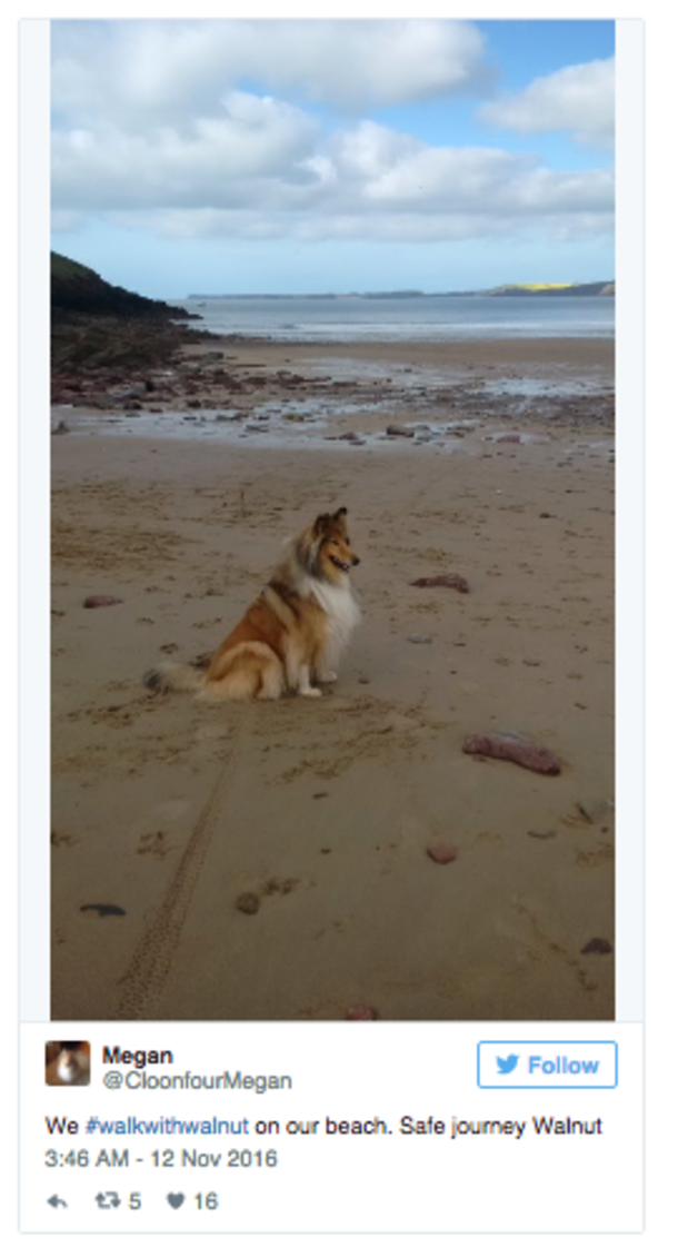 Guy Invites Friends To Dog’s Final Walk, Hundreds Of People Show Up - picture 9