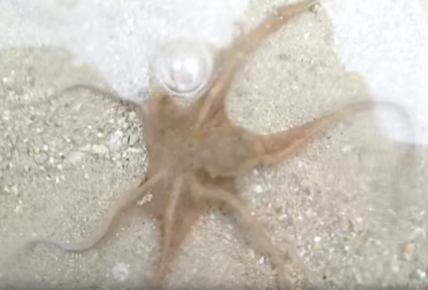 Guy On Beach Saves Octopus Then Something Happens That He Will Remember For The Rest Of His Life... - picture 3