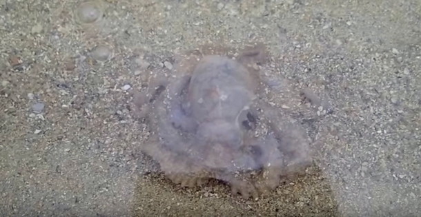 Guy On Beach Saves Octopus Then Something Happens That He Will Remember For The Rest Of His Life... - picture 4