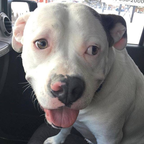 Guy Posts This Picture Of His New Dog And People Immediately Call The Police On Him - picture 11