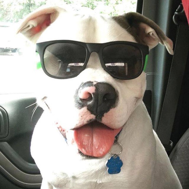 Guy Posts This Picture Of His New Dog And People Immediately Call The Police On Him - picture 12