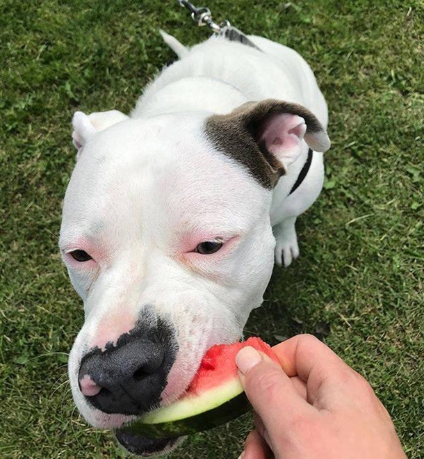 Guy Posts This Picture Of His New Dog And People Immediately Call The Police On Him - picture 13