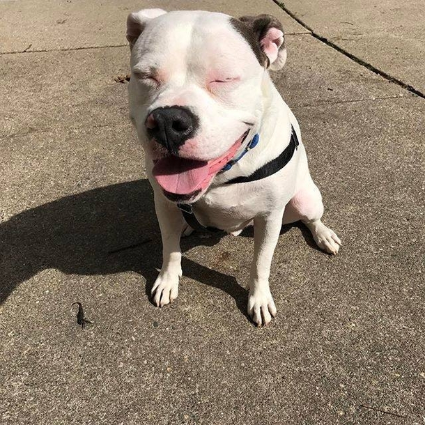 Guy Posts This Picture Of His New Dog And People Immediately Call The Police On Him - picture 5