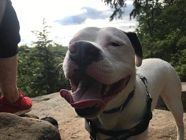 Guy Posts This Picture Of His New Dog And People Immediately Call The Police On Him - picture 6