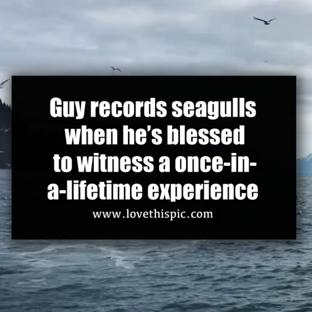 Guy records seagulls when he’s blessed to witness a once-in-a-lifetime experience
