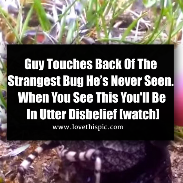 Guy Touches Back Of The Strangest Bug He’s Never Seen. When You See This You'll Be In Utter Disbelief [watch]