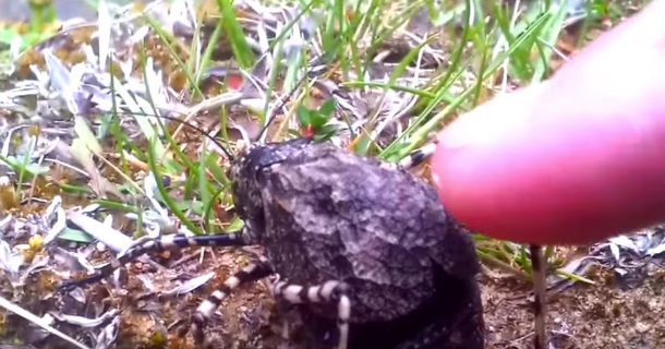 Guy Touches Back Of The Strangest Bug He’s Never Seen. When You See This You'll Be In Utter Disbelief [watch] - picture 2