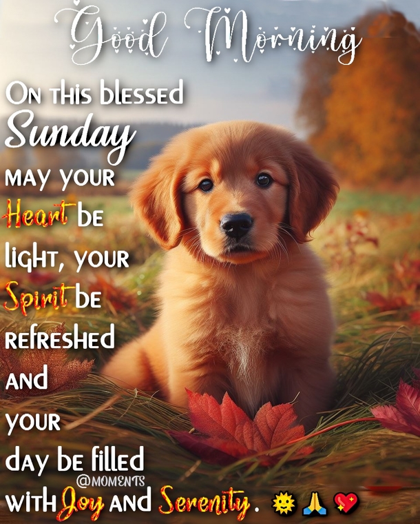 Have A Blessed Day! Here's 10 Good Morning Sunday Quotes, Wishes And Message Just For You! - picture 10