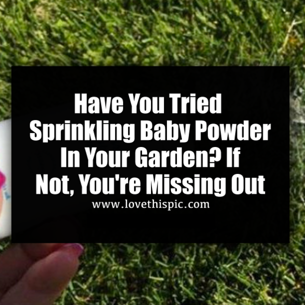 Have You Tried Sprinkling Baby Powder In Your Garden? If Not, You're Missing Out