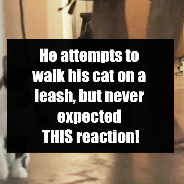 He attempts to walk his cat on a leash, but never expected THIS reaction!