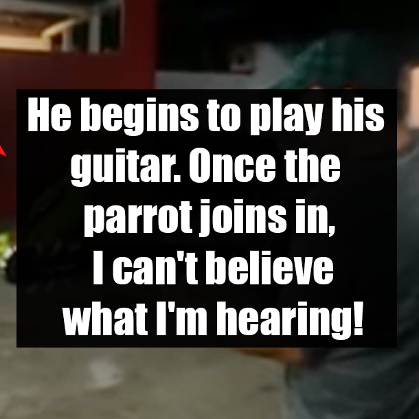 He begins to play his guitar. Once the parrot joins in, I can't believe what I'm hearing!