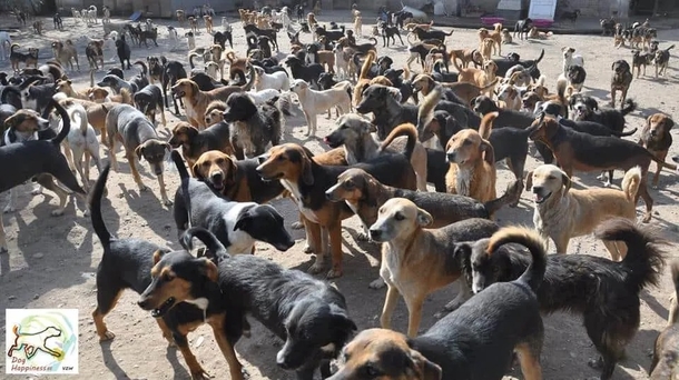 He couldn’t dare to see dogs dying on the streets, so he decides to adopt 450 of them - picture 3