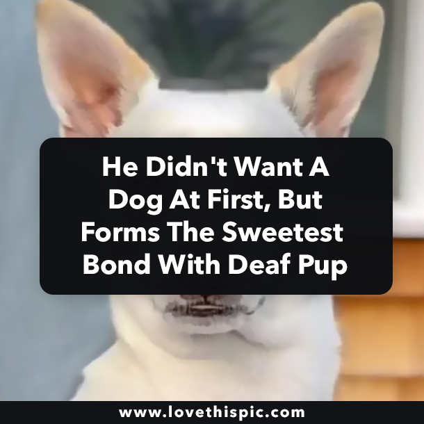 He Didn't Want A Dog At First, But Forms The Sweetest Bond With Deaf Pup