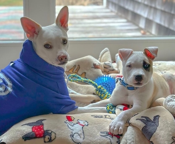 He Didn't Want A Dog At First, But Forms The Sweetest Bond With Deaf Pup - picture 2