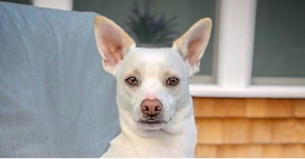 He Didn't Want A Dog At First, But Forms The Sweetest Bond With Deaf Pup - picture 3
