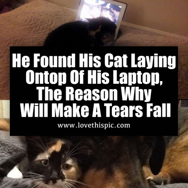 He Found His Cat Laying Ontop Of His Laptop, The Reason Why? Heartbreaking...