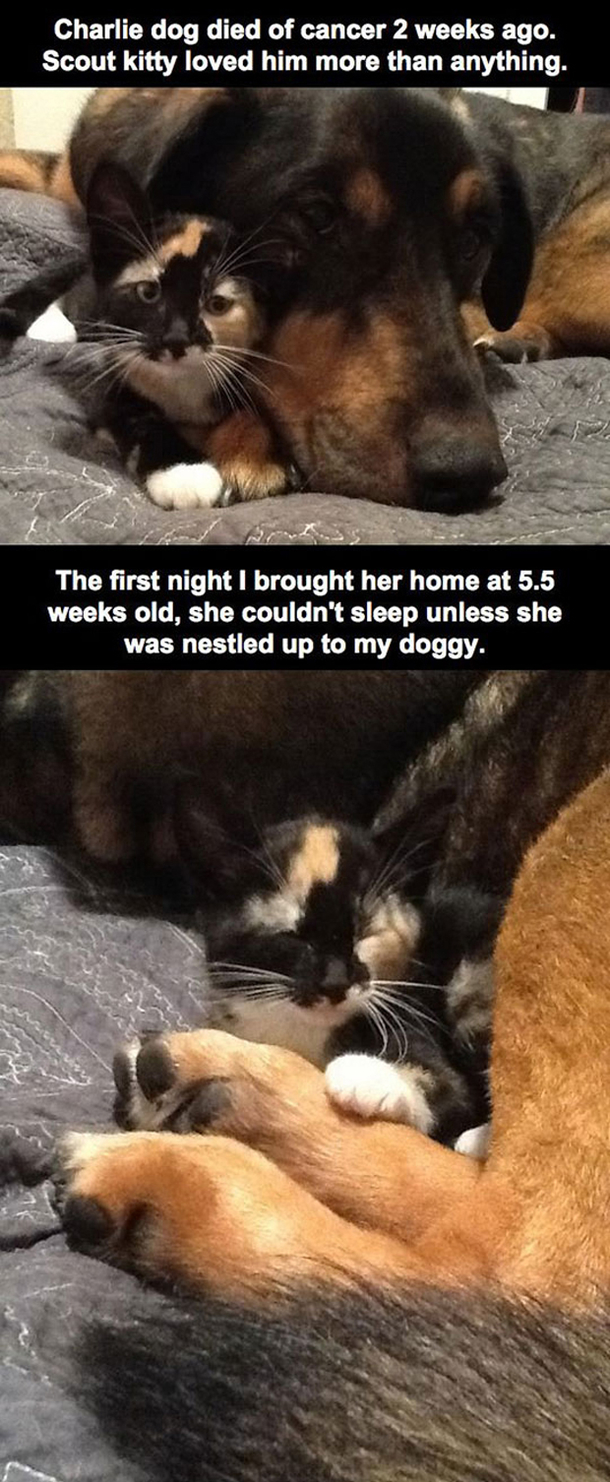 He Found His Cat Laying Ontop Of His Laptop, The Reason Why? Heartbreaking... - picture 2