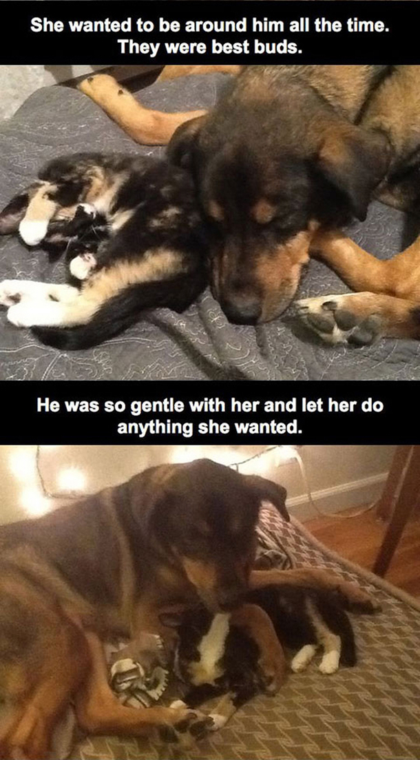 He Found His Cat Laying Ontop Of His Laptop, The Reason Why? Heartbreaking... - picture 3