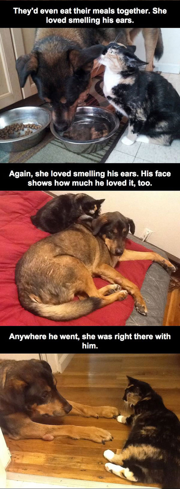 He Found His Cat Laying Ontop Of His Laptop, The Reason Why? Heartbreaking... - picture 4