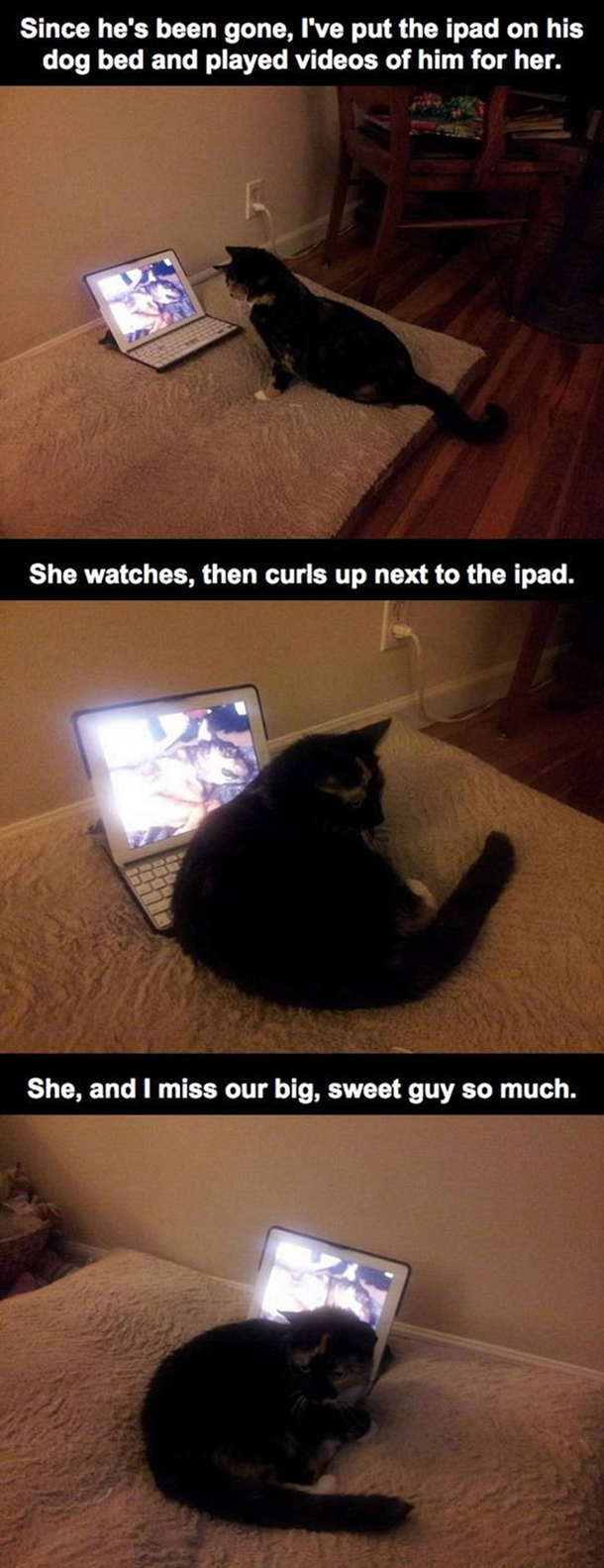 He Found His Cat Laying Ontop Of His Laptop, The Reason Why? Heartbreaking... - picture 5