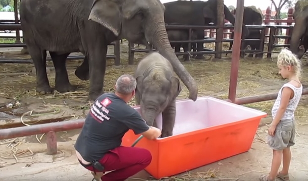 He Grabs Hose For Elephant's Bath Time, But Baby's Next Move Has Everyone In Stitches - picture 2