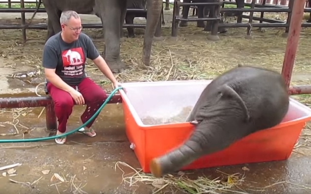 He Grabs Hose For Elephant's Bath Time, But Baby's Next Move Has Everyone In Stitches - picture 3