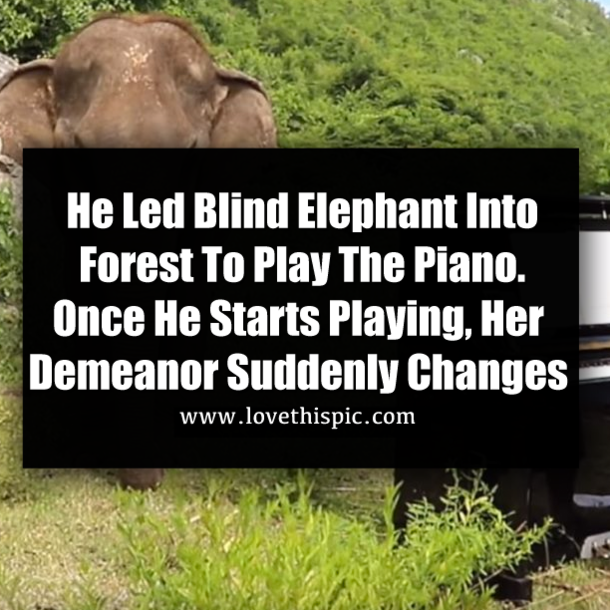 He Led Blind Elephant Into Forest To Play The Piano. Once He Starts Playing, Her Demeanor Suddenly Changes