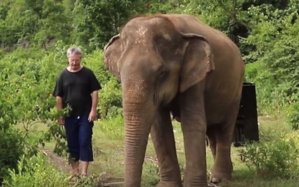 He Led Blind Elephant Into Forest To Play The Piano. Once He Starts Playing, Her Demeanor Suddenly Changes - picture 2