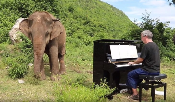 He Led Blind Elephant Into Forest To Play The Piano. Once He Starts Playing, Her Demeanor Suddenly Changes - picture 3