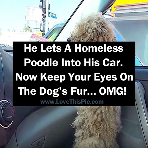 He Lets A Homeless Poodle Into His Car. Now Keep Your Eyes On The Dog’s Fur… OMG!