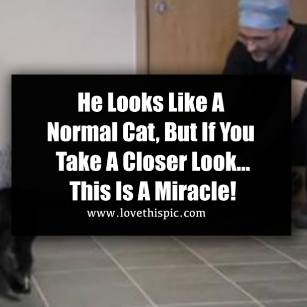 He Looks Like A Normal Cat, But If You Take A Closer Look…This Is A Miracle!