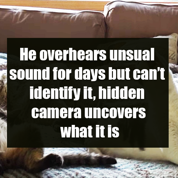 He overhears unsual sound for days but can’t identify it, hidden camera uncovers what it is