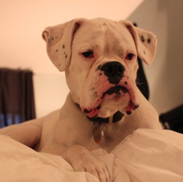 He Posts A ‘Goodbye Letter’ From His Dog. What It Says Is Quickly Going Viral! - picture 10