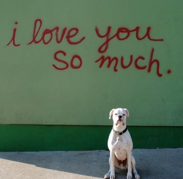 He Posts A ‘Goodbye Letter’ From His Dog. What It Says Is Quickly Going Viral! - picture 11