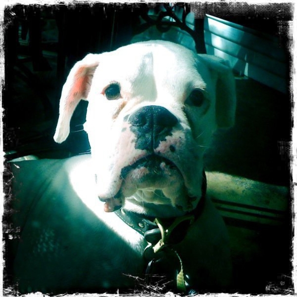 He Posts A ‘Goodbye Letter’ From His Dog. What It Says Is Quickly Going Viral! - picture 12