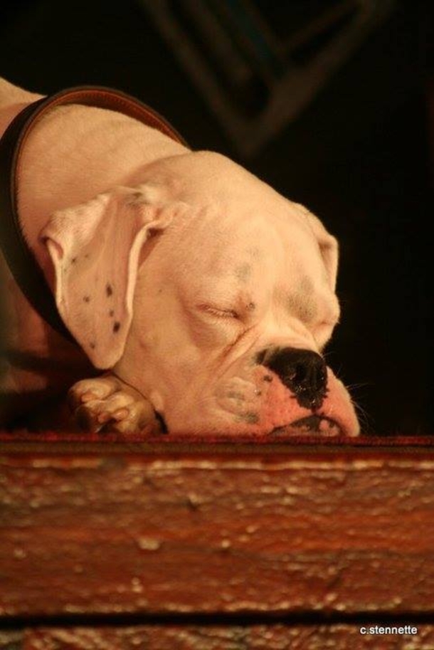 He Posts A ‘Goodbye Letter’ From His Dog. What It Says Is Quickly Going Viral! - picture 13