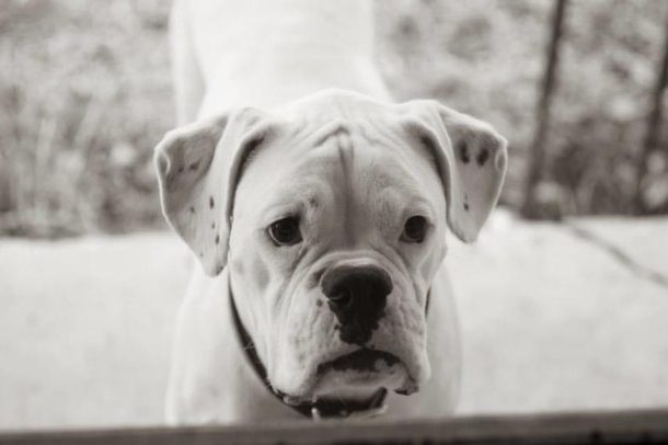 He Posts A ‘Goodbye Letter’ From His Dog. What It Says Is Quickly Going Viral! - picture 14