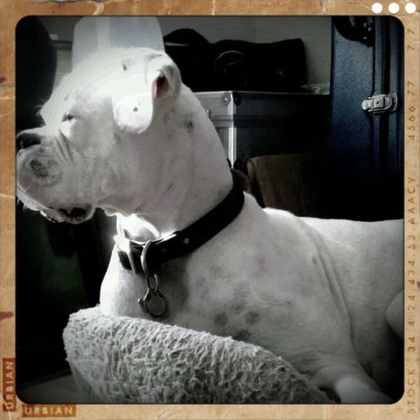 He Posts A ‘Goodbye Letter’ From His Dog. What It Says Is Quickly Going Viral! - picture 15
