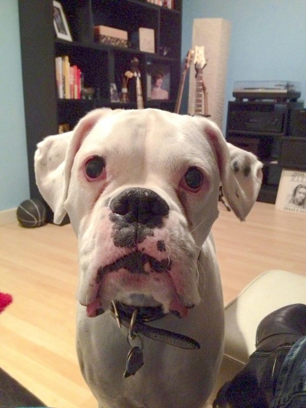 He Posts A ‘Goodbye Letter’ From His Dog. What It Says Is Quickly Going Viral! - picture 3